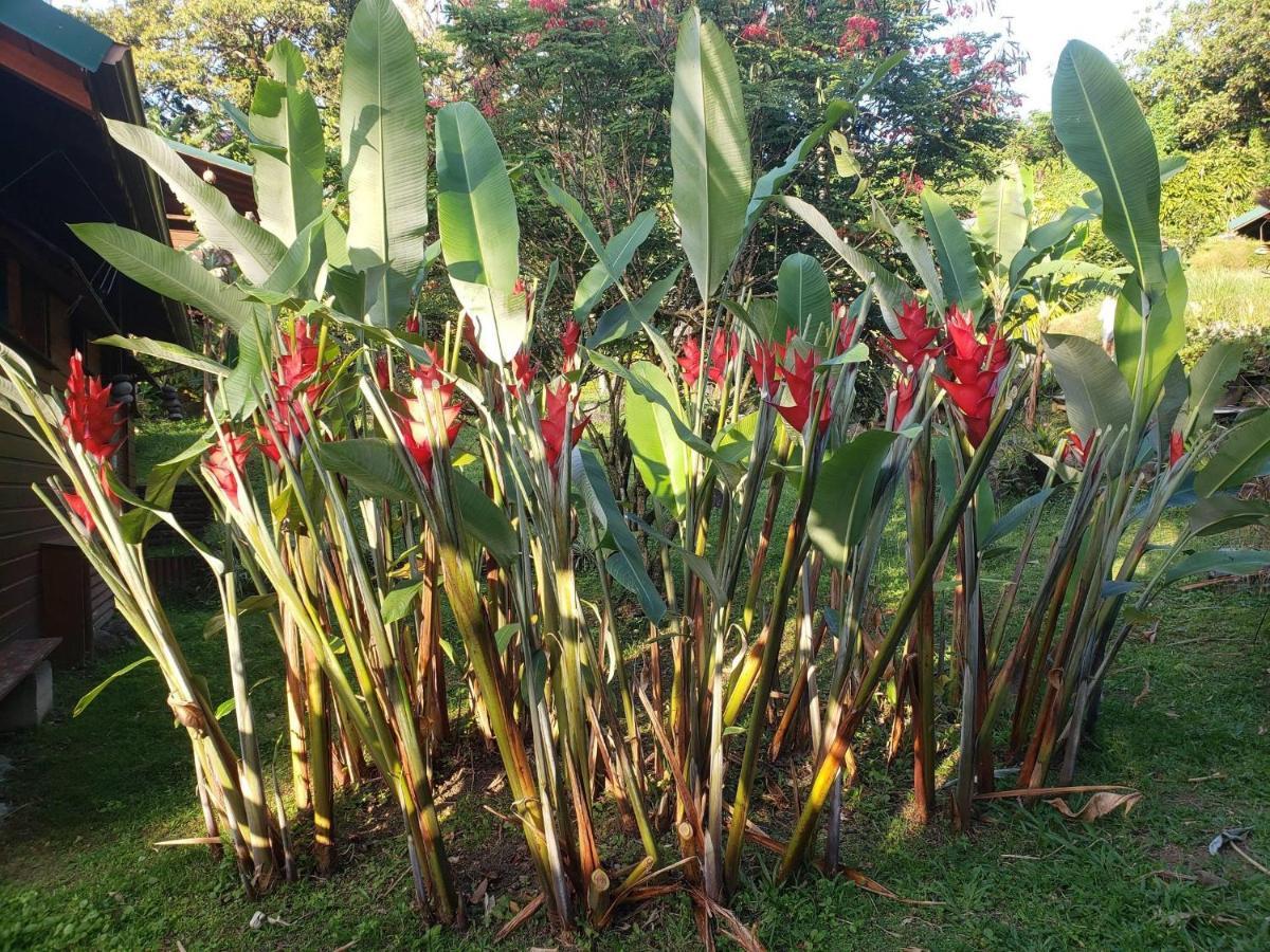 Les Bananes Vertes Ecolodges 圣克洛德 外观 照片